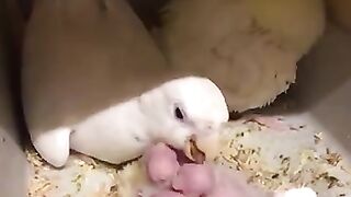 Chirping_parrot_wants_some_cuddles.