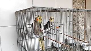 Miyan_Mitthu_parrot_talking_in_sweet_Voice_talking_#parrot_#shorts.