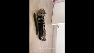 Funny/comedy animals/funny dogs/funny cats