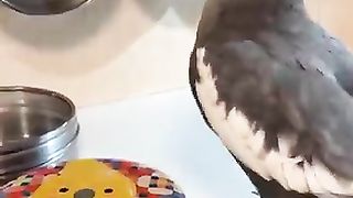 Miyan_Mitthu_parrot_talking_in_sweet_Voice_talking_#parrot_#shorts.