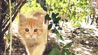 Beautiful cat
