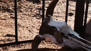 Haram animals in ISLAM ☪️#islam#ytshorts #allah #islamic #islamicstatus #islamicsvideos