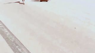 সাপ বেজির লড়াই