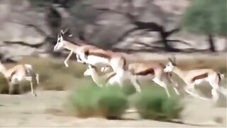Most amazing wild animals.omg!grants ghazelle take down lion pride with horns ti rescue his teammare,lion hunt ampala fail.