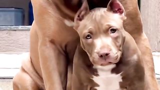 Stylish Dog