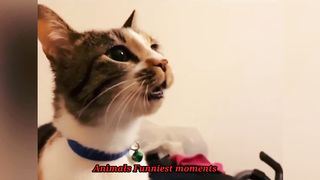 Animals Funniest moments