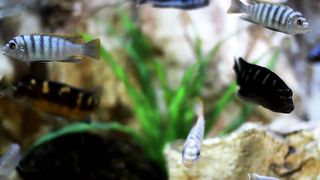 Pets video