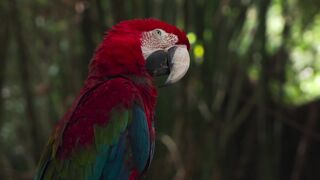 Parrot videos | beautiful parrots | follow