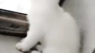 Cat lovers