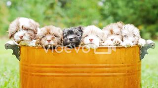 Cute Puppies In A Copper Bucket