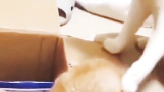 Funniest Cats And Dogs Videos | Funny Animal Videos 2023 | 3 |