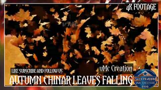 Autumn chinar leaves falling| 4K footage | vMc creation