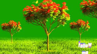 butterfly and tree