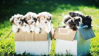Cute Puppies in Cardboard Boxes Showo