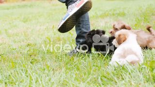 Puppies Chase Owner's Feet