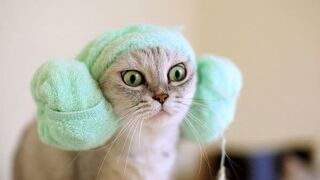 Funny  Cats   and  Dogs  - Awesome Funny  Animals Video. Episode # 22