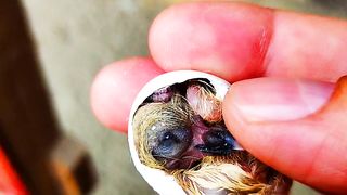 My Black Nun baby died in Egg Shell