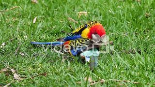 Two eastern rosella parrots forage in the grass in Australia