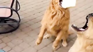 Cute dog funny videos ????????????