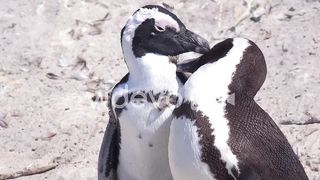 Jackass black footed penguins groom each other on a beach on the Cape of Good Hope
