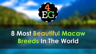 8 Most Beautiful Macaws on Planet Earth