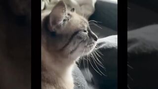 Baby Cats |Cute and Funny Cat Videos Compilation