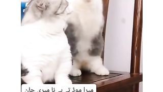 Cat kiss.