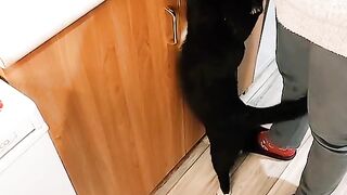 Котяра