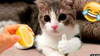 Funny animals videos | funny cats