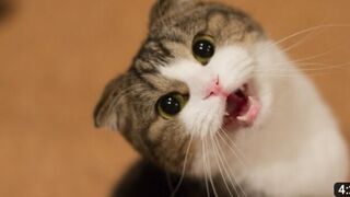 Dog funny video | funny videos
