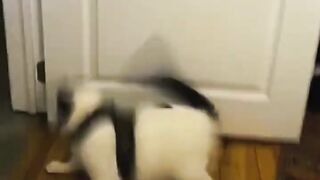 Funny CAT video funny cat funnyshorts comedy