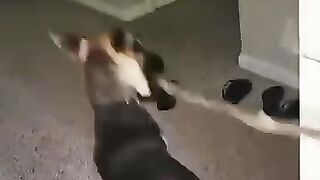 Funny cat and dog video