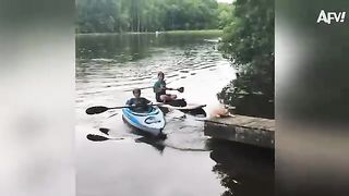 Funny dog cat moment funny video