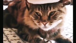 Funny & Cute Cats Compilation (TikTok) #shorts ????