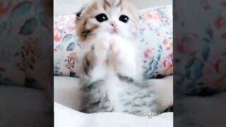funny cute cat videos|???????? funniest cats and dogs video ????????