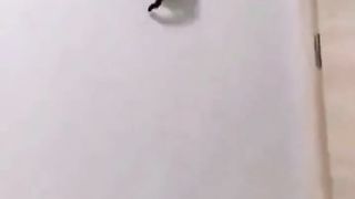 FUNNY ANIMALS VIDEO COMPILATION
