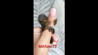 Beautiful mini monkey