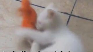 Animals & Pets Betting how to play cat
