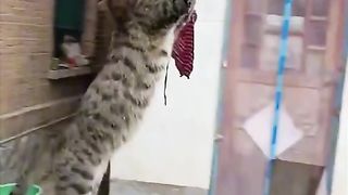 Tik tok vedio