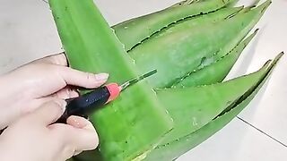 29 AMAZING BEAUTY HACKS WITH ALOE VERA