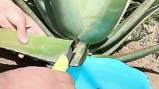 TOP 10 AMAZING BEAUTY HACKS WITH ALOE VERA