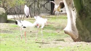 Beautiful birds in nature. #funny birds #birds hustling
