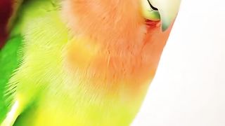 Cute parrot with girl