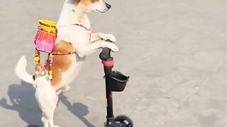 Dog Funny Video Lahore