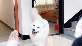 Dog learn