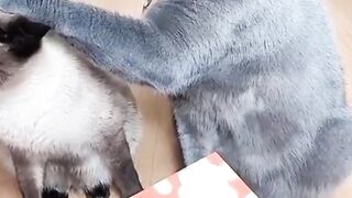 CAT. WHY HARD TICK IN CAT