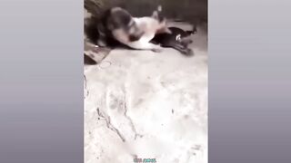 Funny Dog And Cat ???????????? Funniest Animals #198