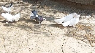 My PEGIONS