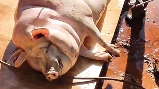 treating pig