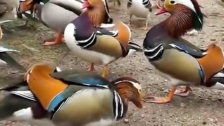 Nice video for Dack